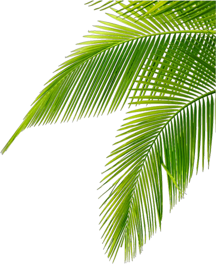 tropical leaves green freetoedit Leaf Palm Tree Png