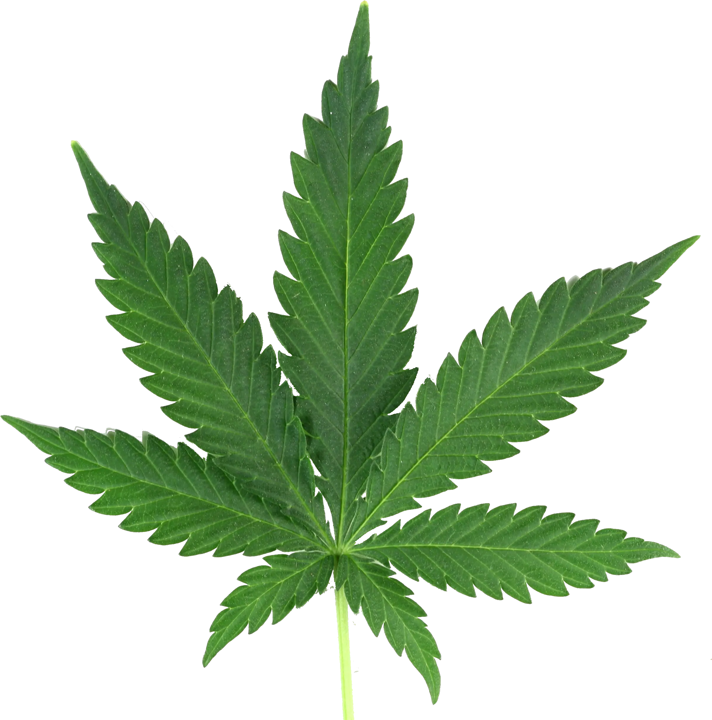 Marijuana Leaf Png Real Marijuana Leaf Png