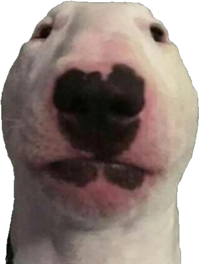 Walter Dog Transparent