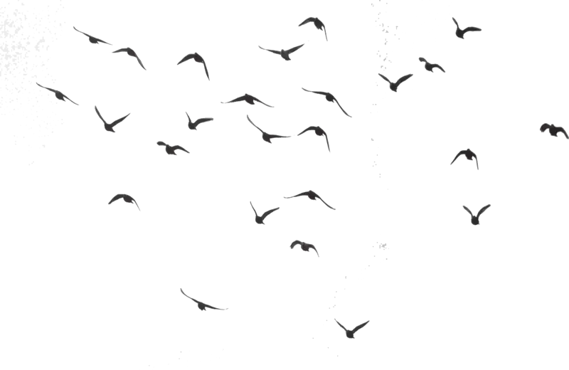 Birds Flying Transparent Background