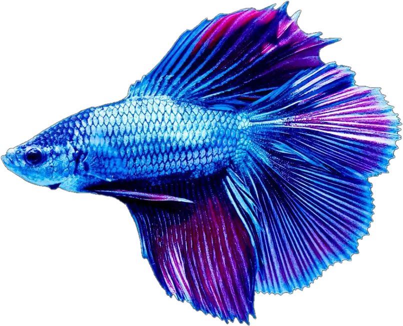 Transparent Beta Fish Png Betta Fish Transparent Background