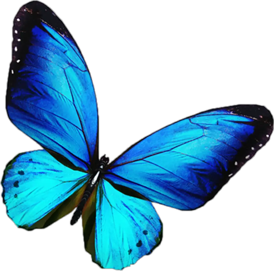 Transparent Background Blue Butterfly Png