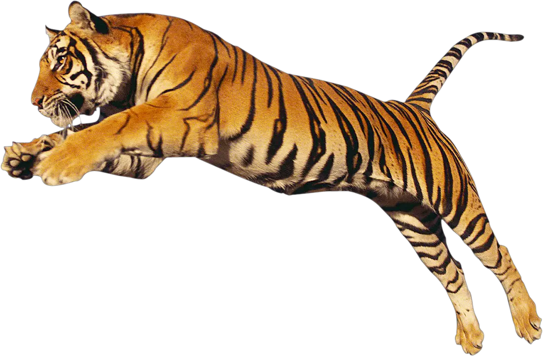 Transparent Tiger Png Bengal Tiger Transparent