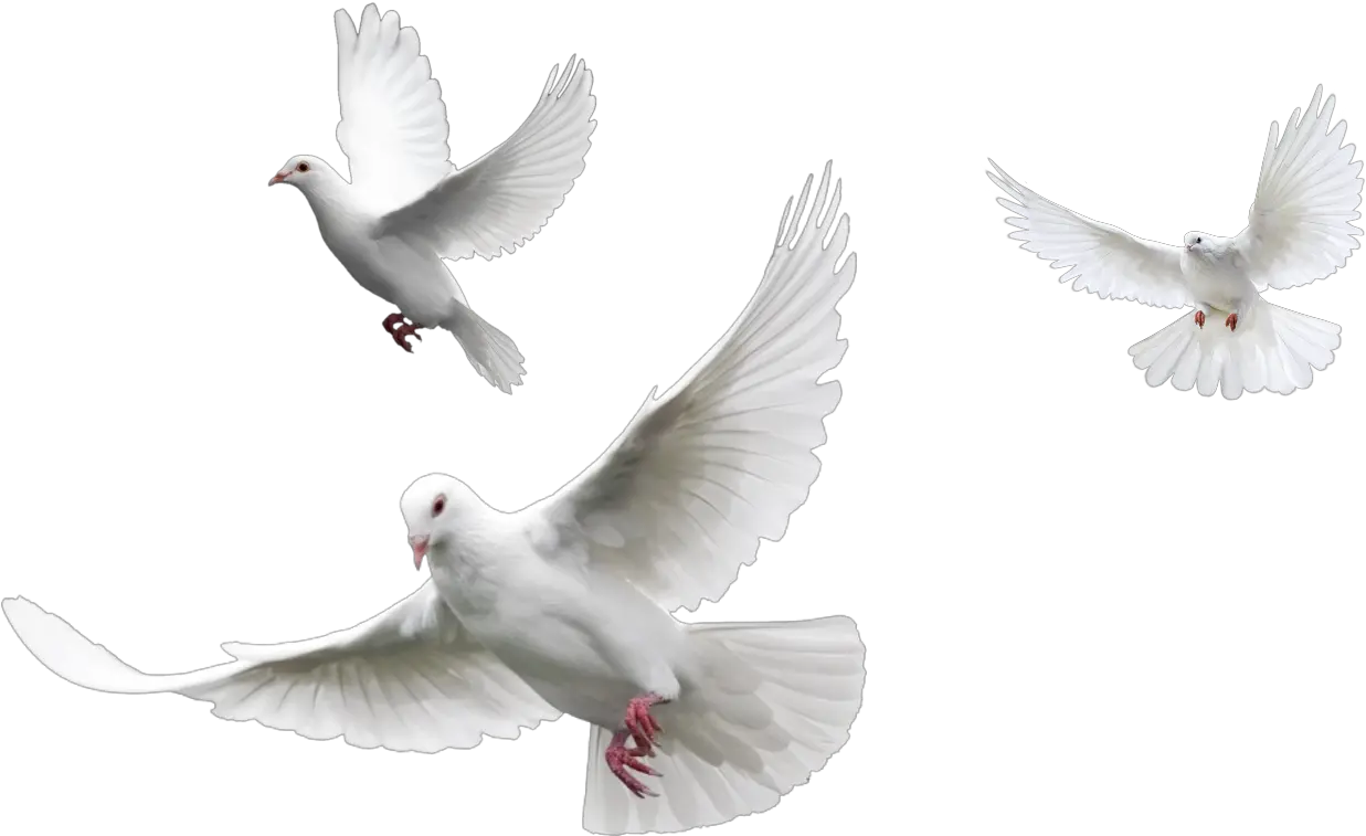 Transparent White Dove Png