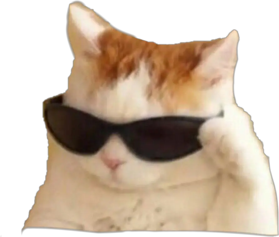 memes cat Sunglasses Cat Meme