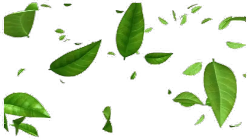 Green Leaves Png Free Image Transparent Background Leaves Png