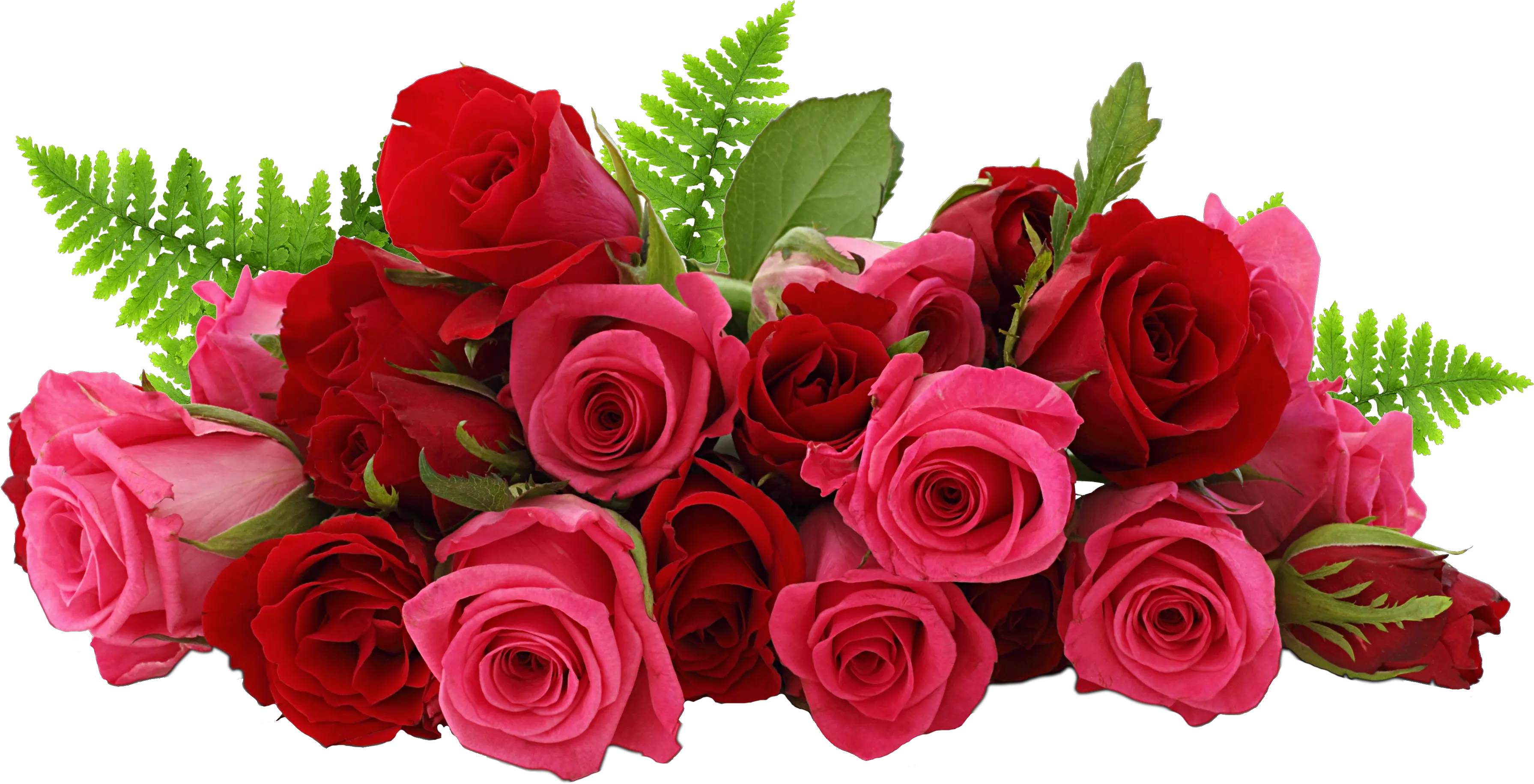 Rose Png Rose Flower Png