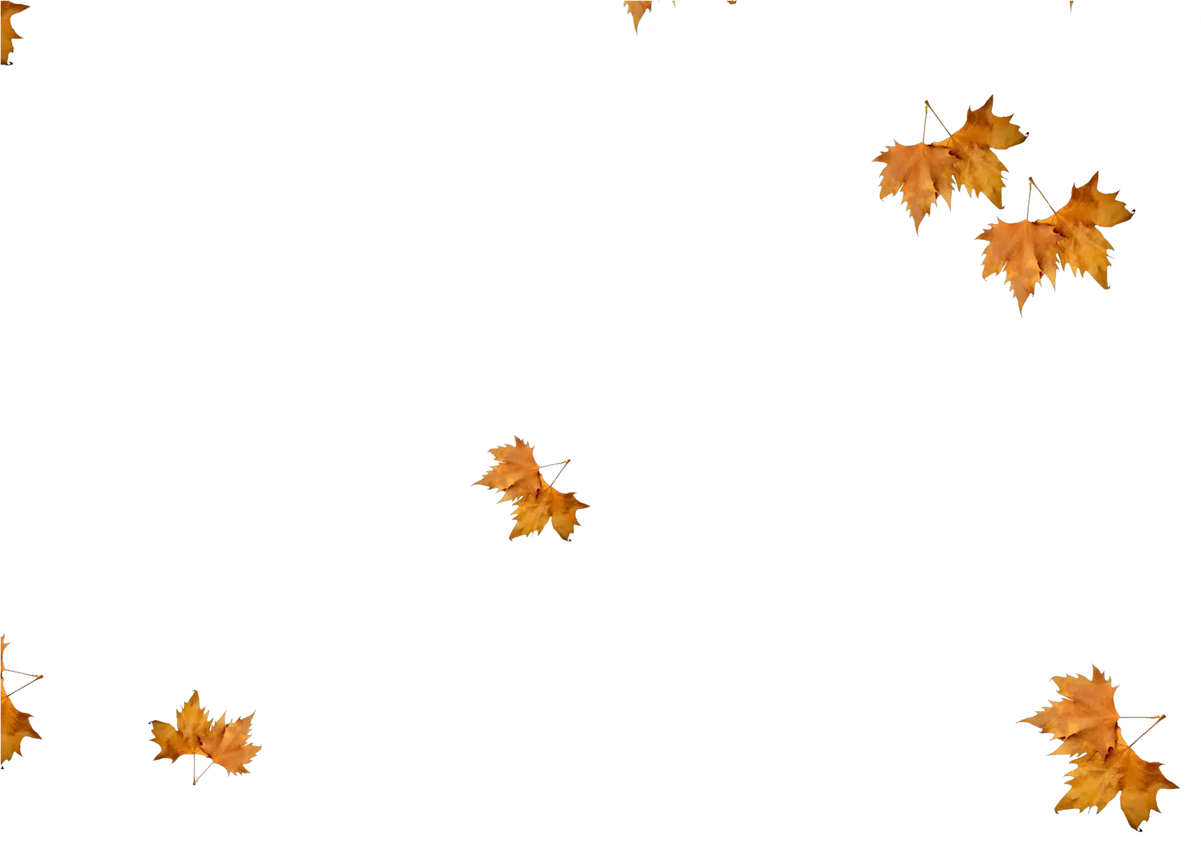 Realistic Falling Leaves Png