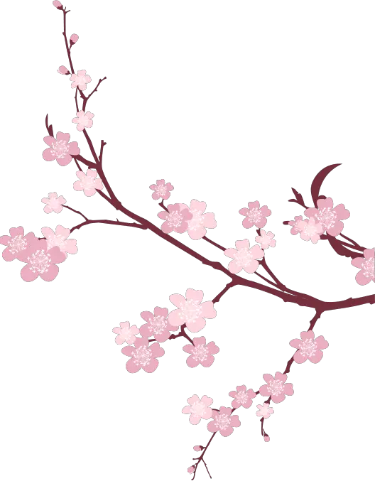 Cherry Blossom Png Images Transparent Free Download Cherry Blossom Background Png