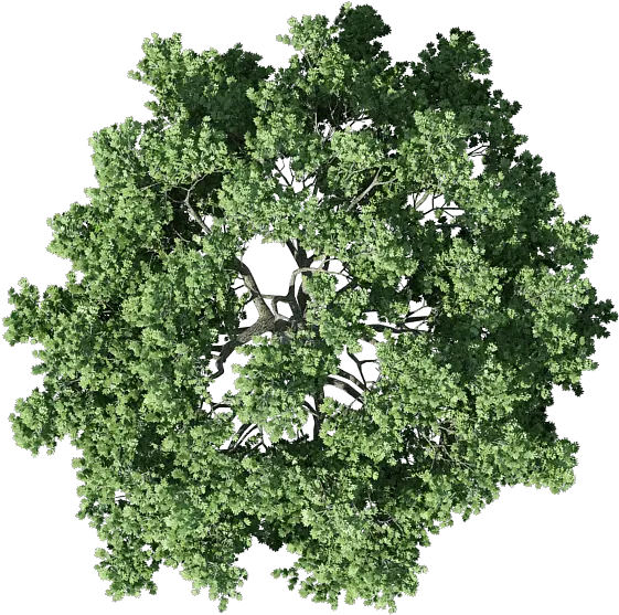 Tree Top View Png Transparent Background Tree Plan Png