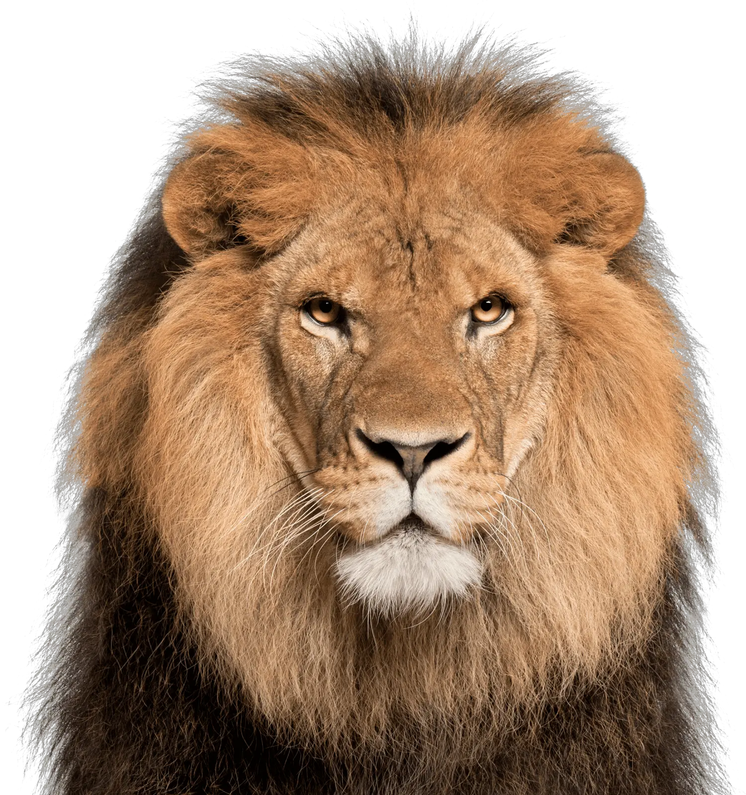 Lion Face White Background