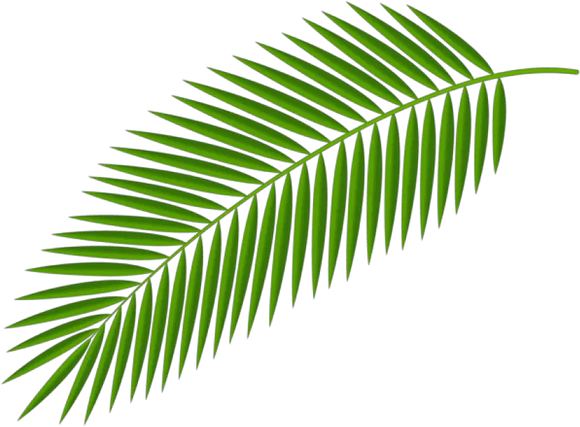 Palm Fronds Clipart Png Palm Tree Leaf Png