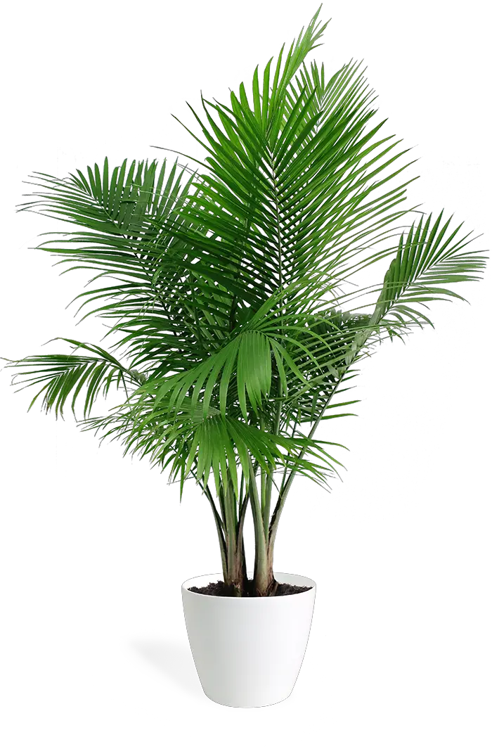 Areca Palm Plant Png