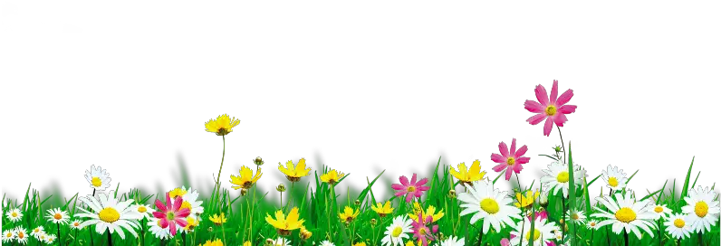 mq green grass flowers flower white Grama Florzinha Png