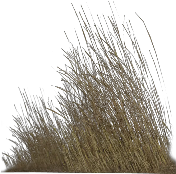 Dry Grass Png Hd