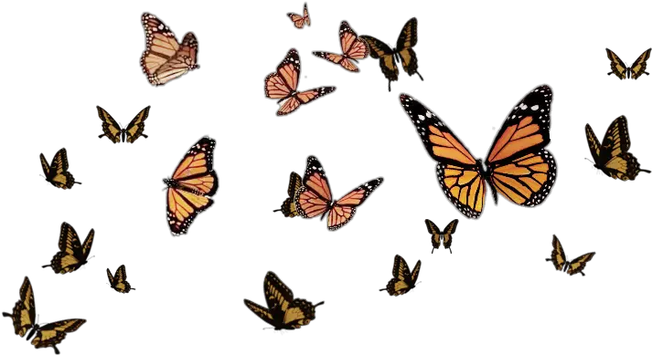 ftestickers butterflystickers butterflies butterfly Flying Butterflies Transparent Background