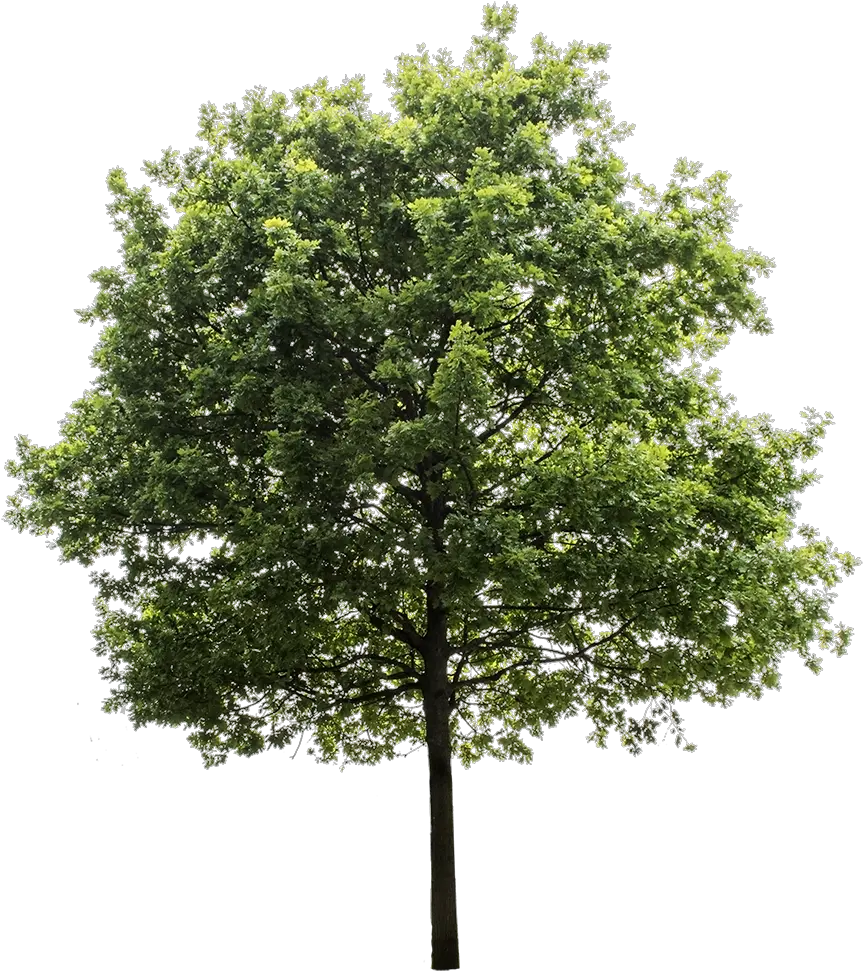 Tree Cutout Png Transparent Background Tree Png