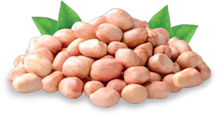 Peanut Groundnuts Png