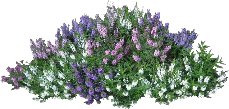 Bushes Transparent Transparent Flower Bush Png