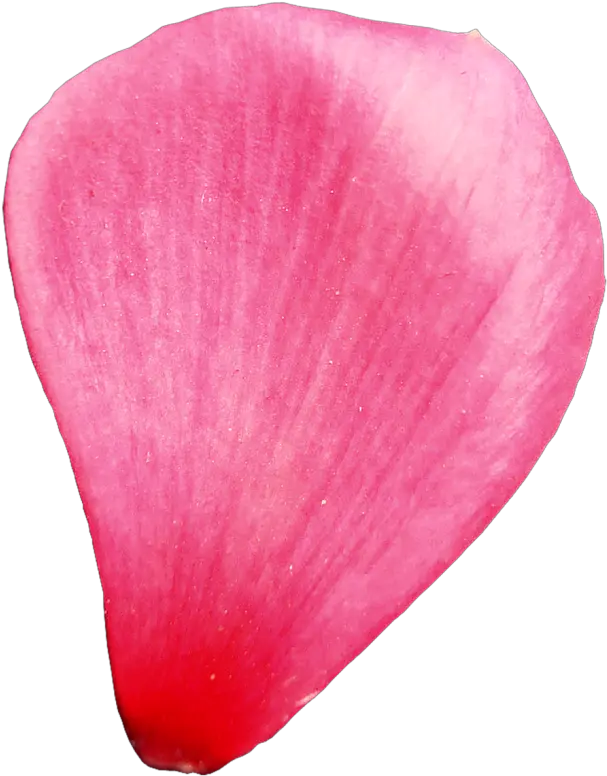 Flower Petal Transparent Background