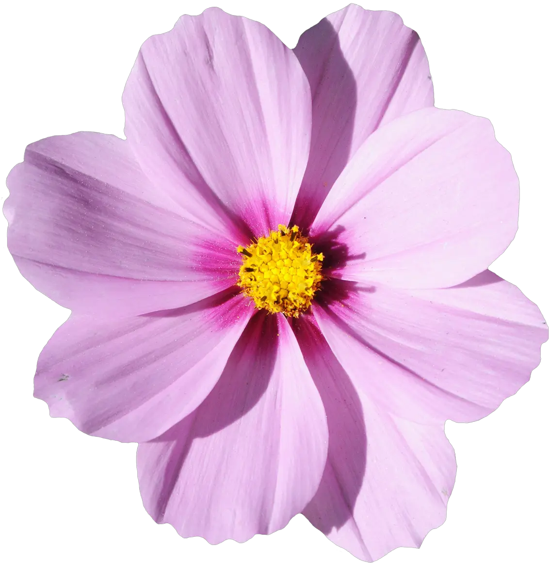 Transparent Real Flower Png