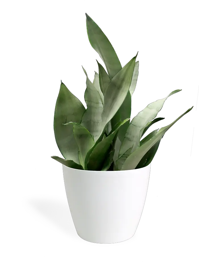 Sansevieria Moonshine Small Transparent Small Plant Png