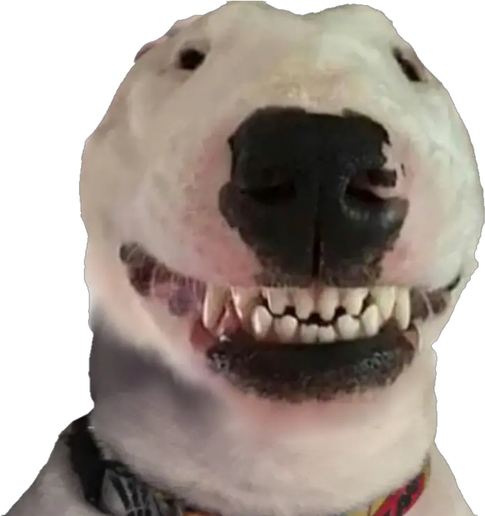 Walter Dog Transparent Background