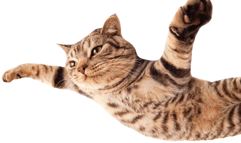 Transparent Flying Cat Png Flying Cat No Background