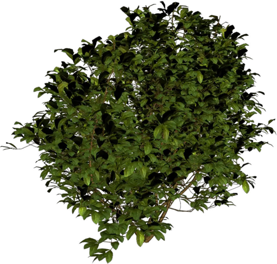 Tree Bush Png Bush Top View Png