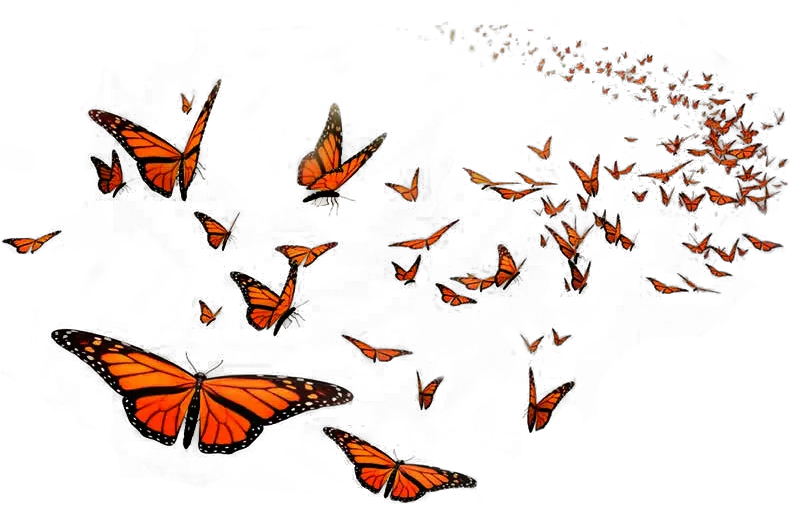 Monarch Butterfly Flight Orange Middle School Insect Flying Monarch Butterfly Png