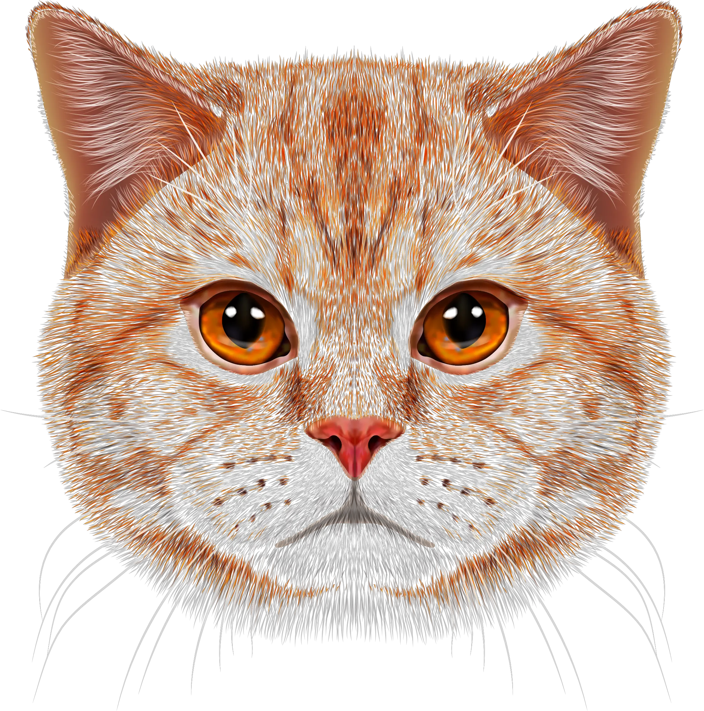 Orange Tabby Cat Face