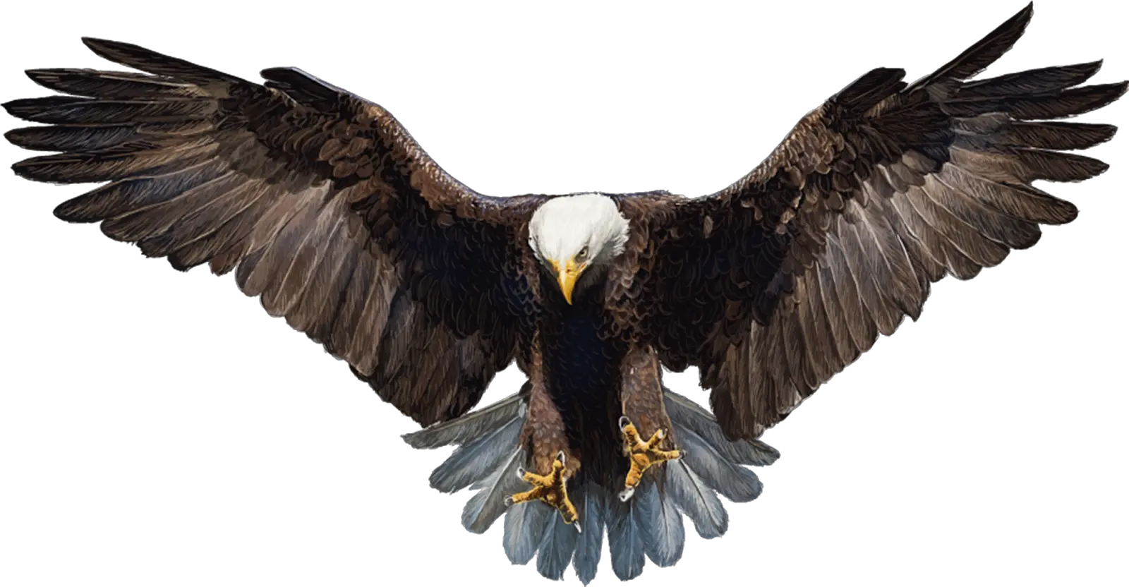 Falcon Png Photo Transparent Background Eagle Png