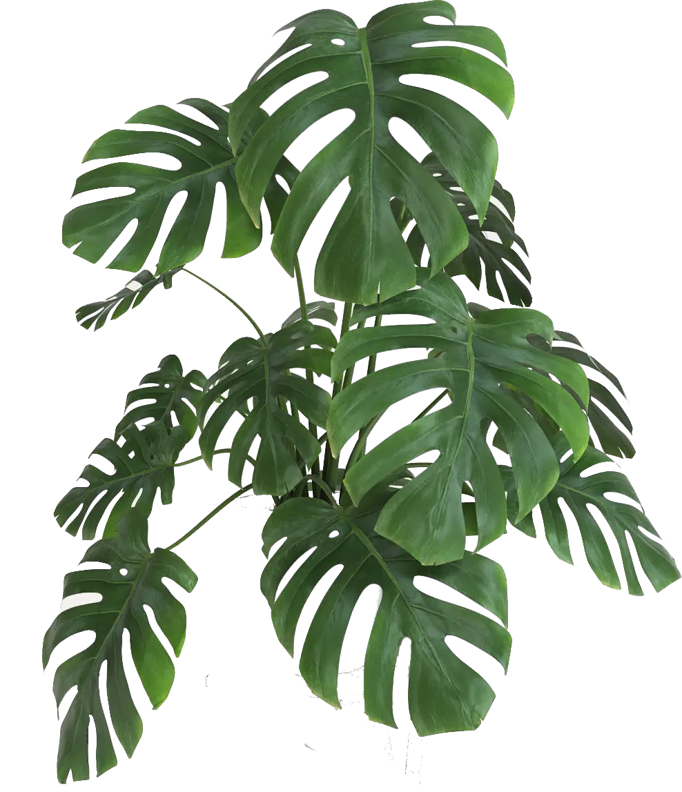 - Planta Monstera Png