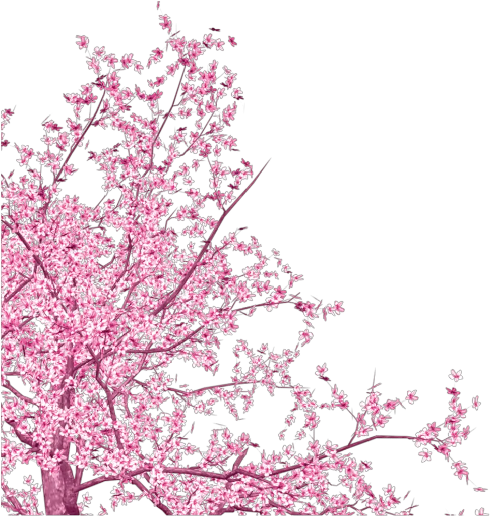 Transparent Sakura Tree Png Transparent Cherry Blossom Vector