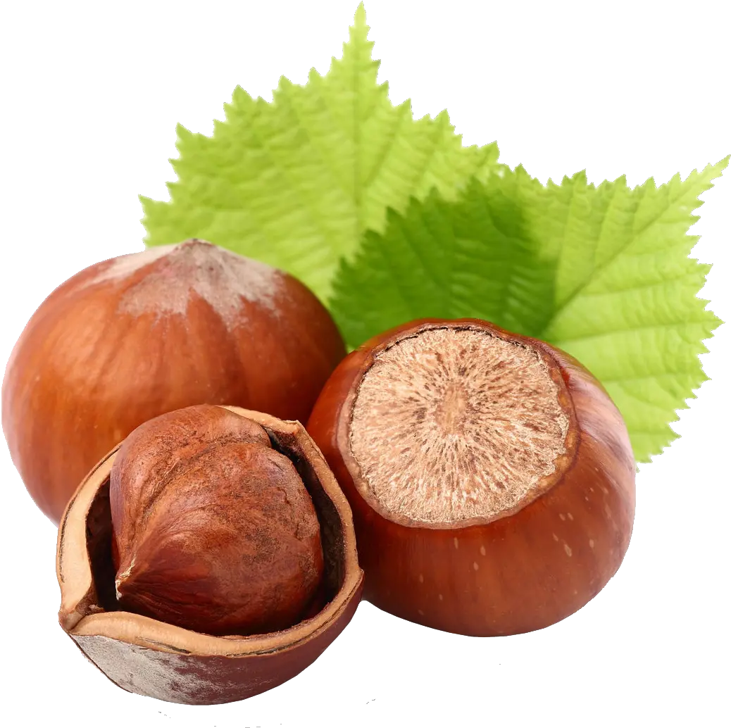 Hazelnut Hazelnuts Png