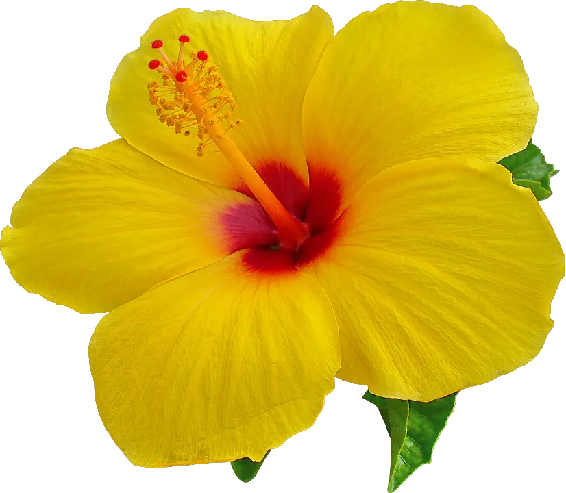 Hibiscus Png Images Transparent Free Download Hibiscus Flower Transparent Background