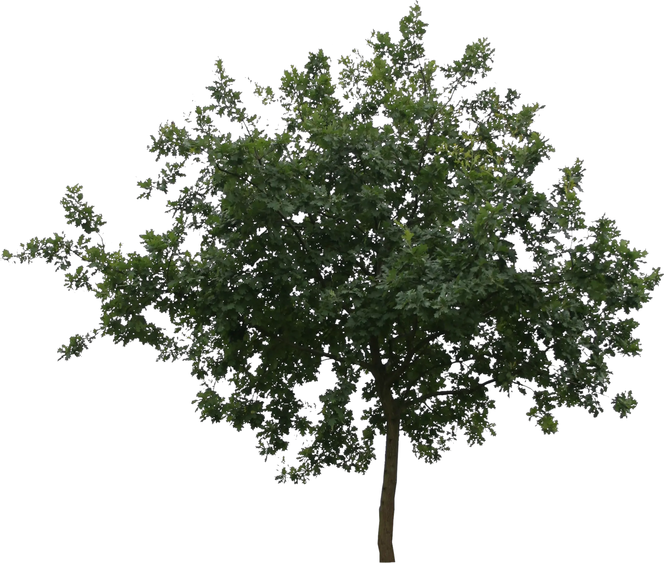 Transparent Tree Cutout Png Tree Cut Out Png