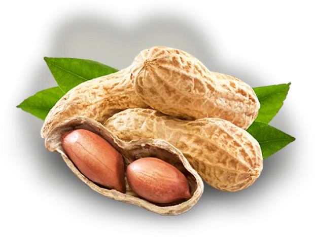 Peanut Png Transparent Images Mongphali Png