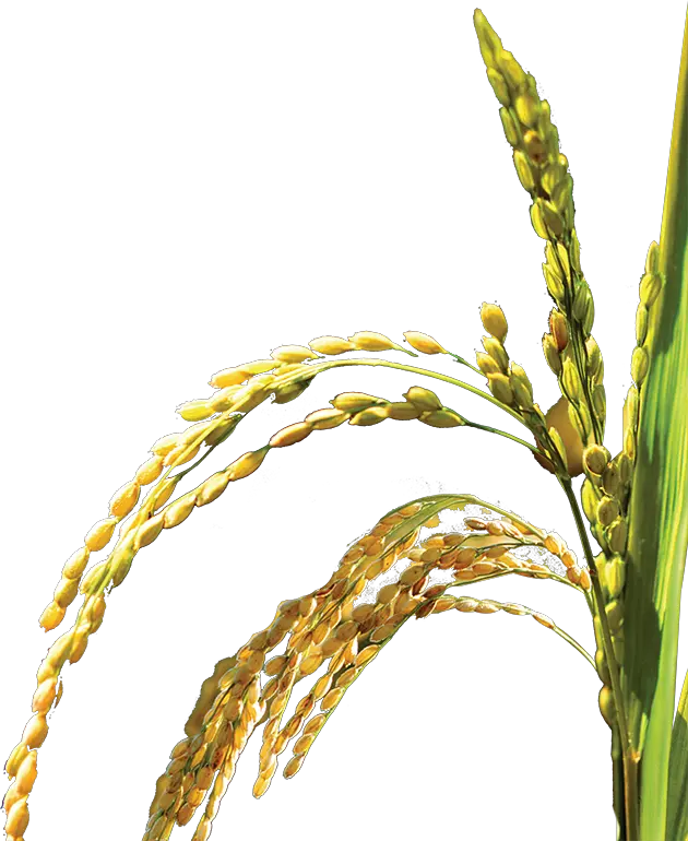 Rice Plant Png