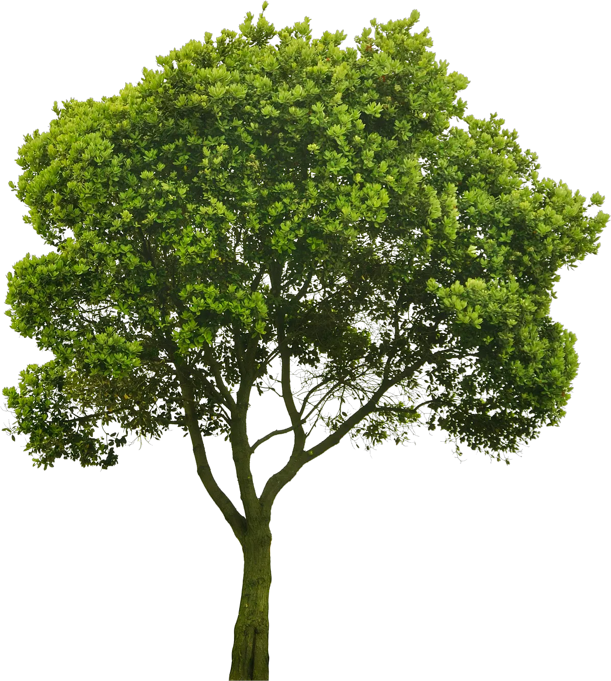 Transparent Elm Tree Png Tree Png For Architect