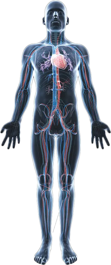 Body Png Hd Human Body Anatomy Png