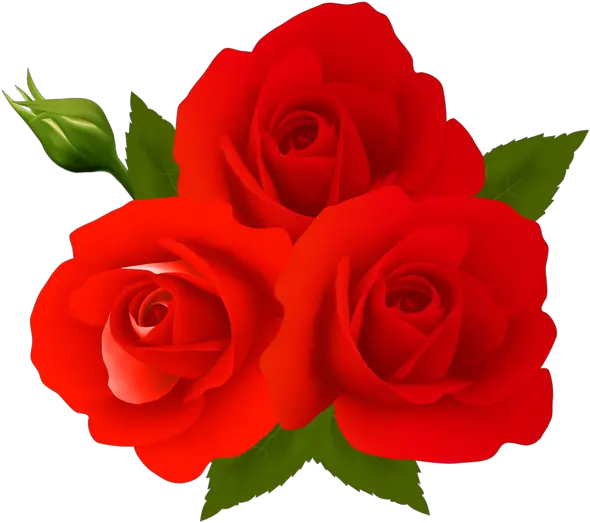 Rose Png Gulab Ka Phool Download