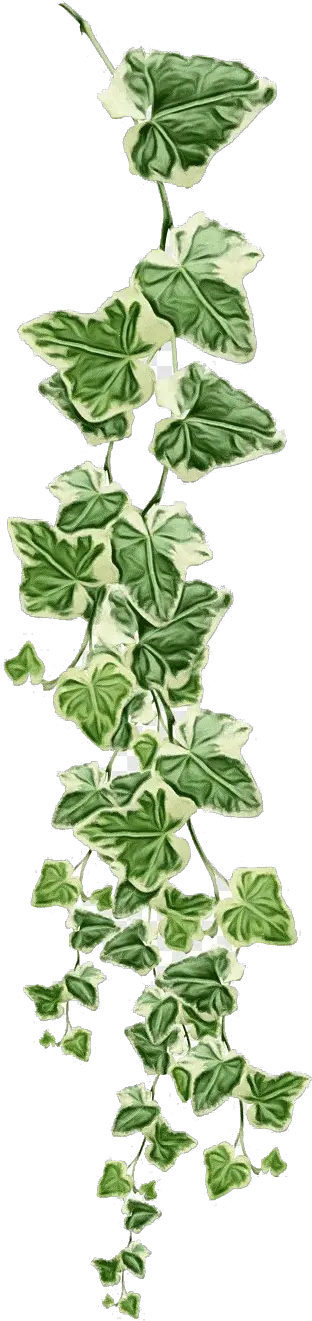 Ivy Vine Png Transparent Image Ivy Vine Transparent Background