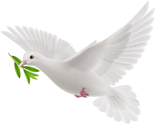 Transparent Flying Pigeon Png White Flying Pigeon Png