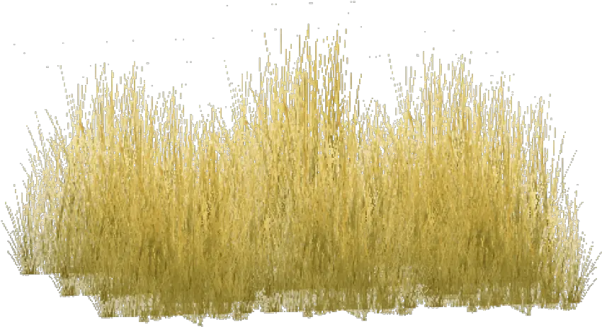 Free Png Download Yellow Grass Png Images Background Yellow Long Grass Png