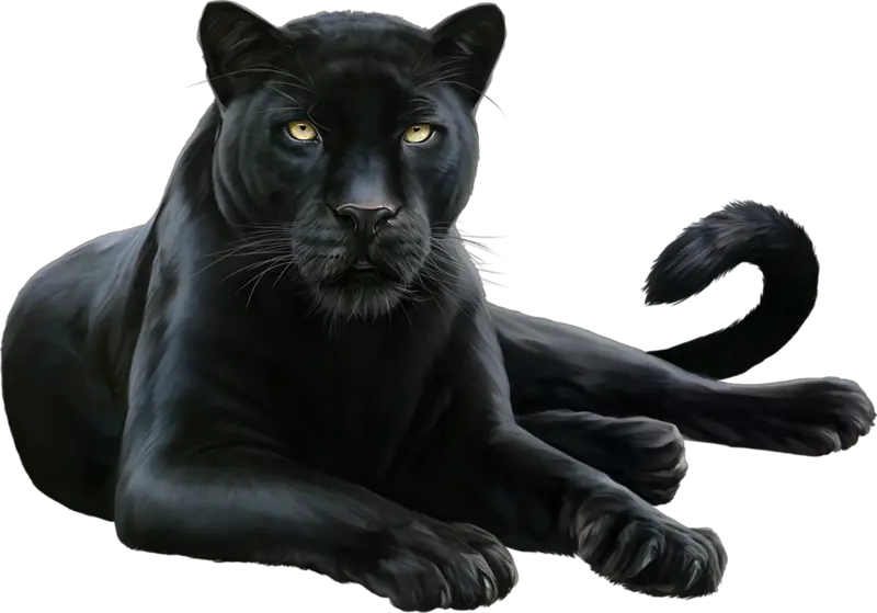 blackpanther jaguar layingdown Beautiful Black Panther Animal