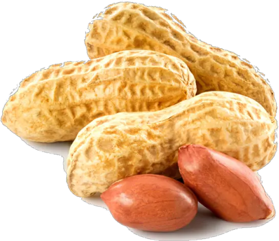 Peanut Png Transparent Images Transparent Background Peanut Clipart