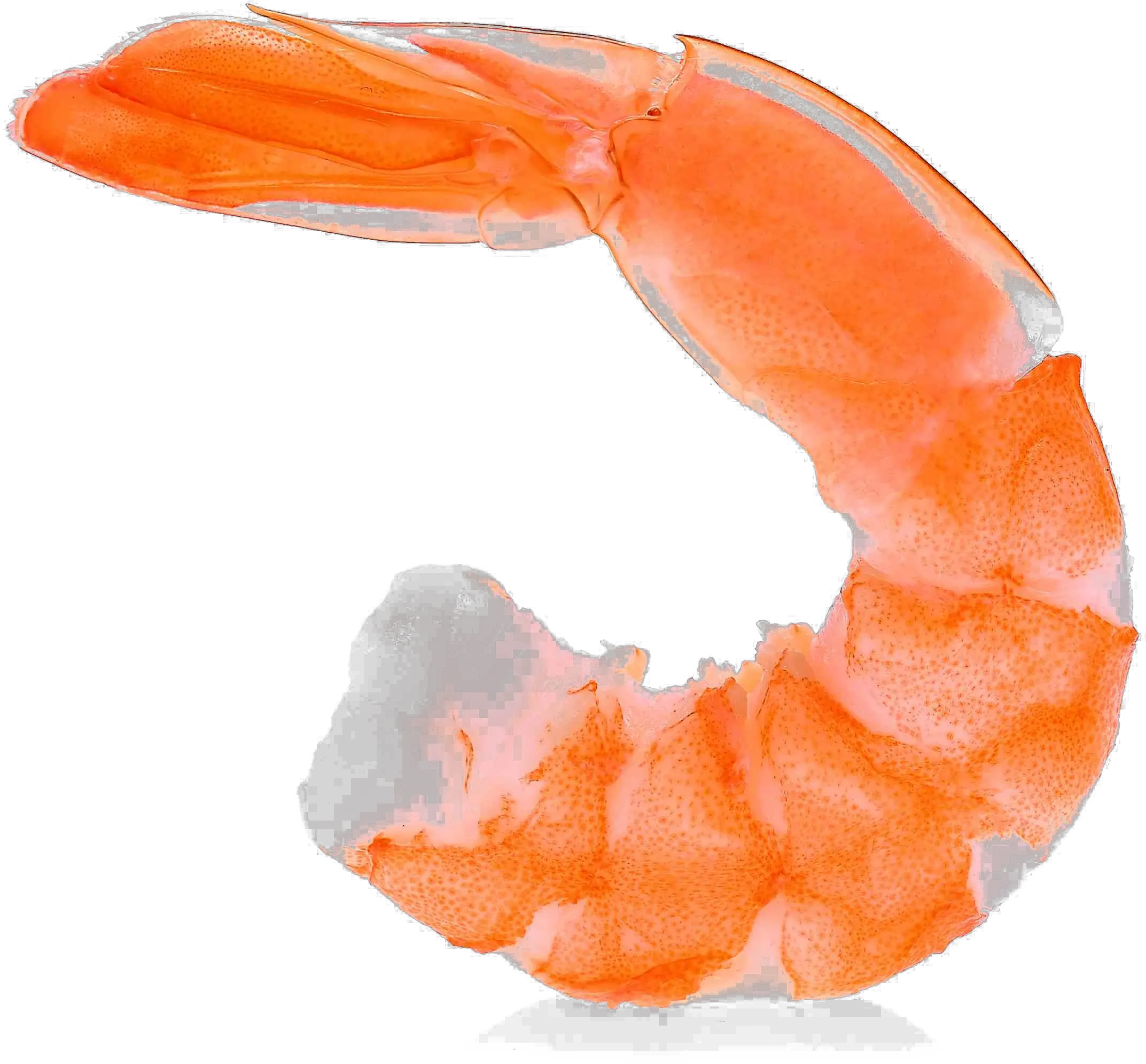 Shrimp Png