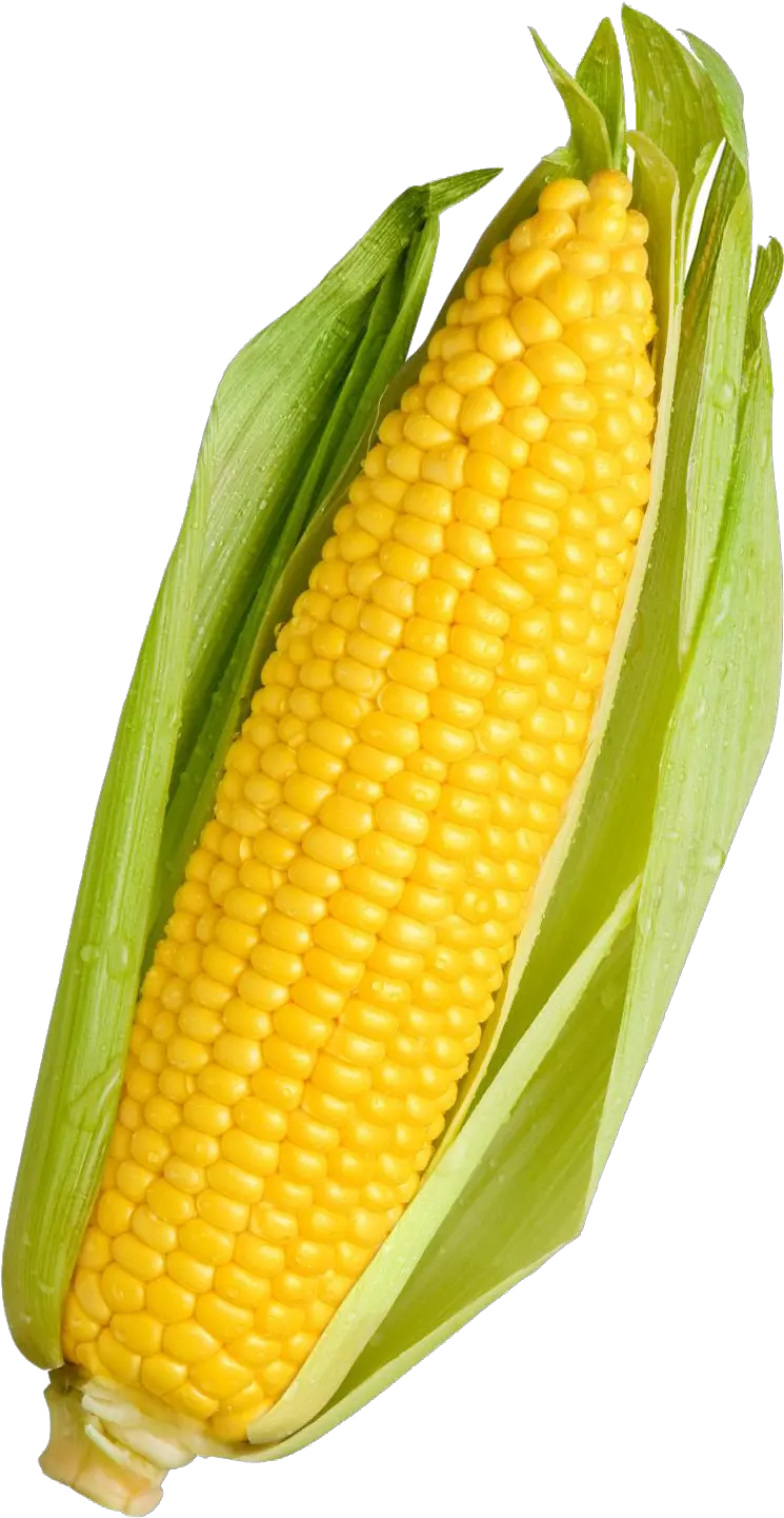 Corn Png Transparent Image Yellow Corn