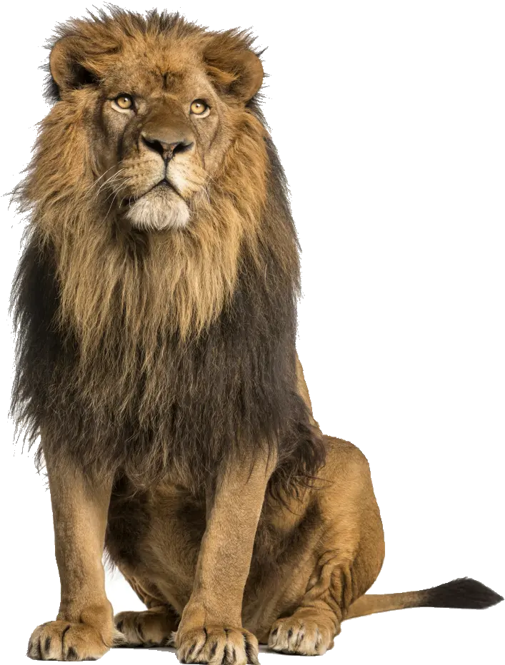 Lion Stock Photography Royalty-free Lion Sitting Up